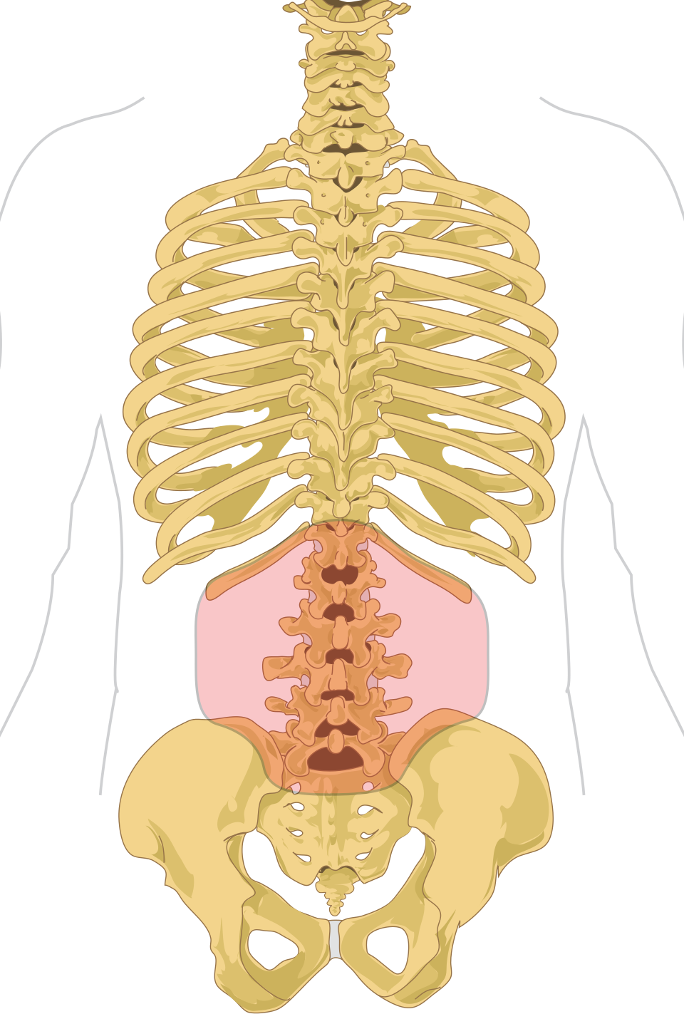Anatomía de columna lumbar